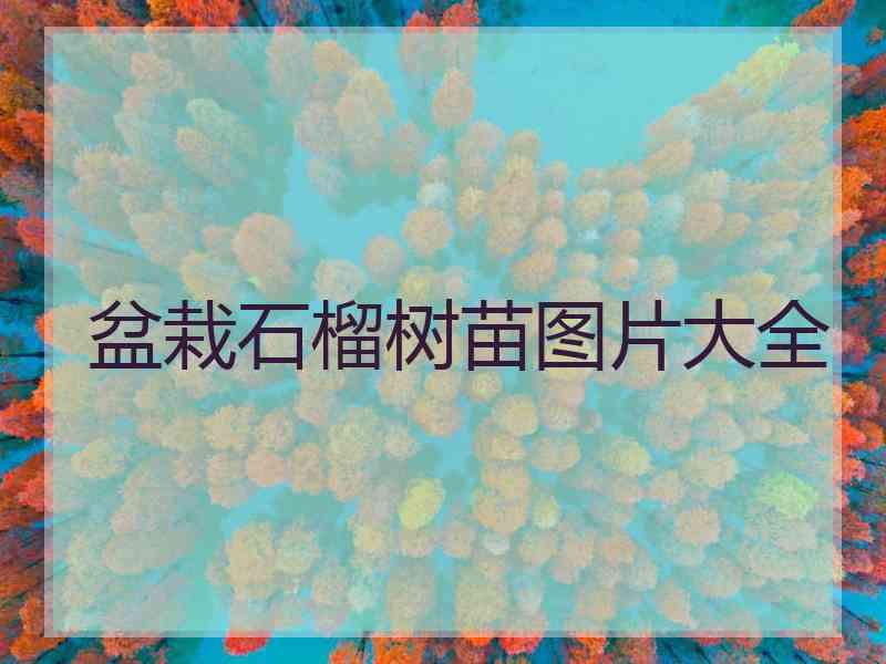 盆栽石榴树苗图片大全