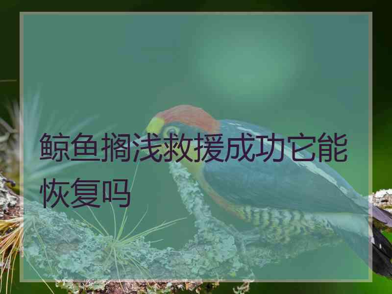 鲸鱼搁浅救援成功它能恢复吗