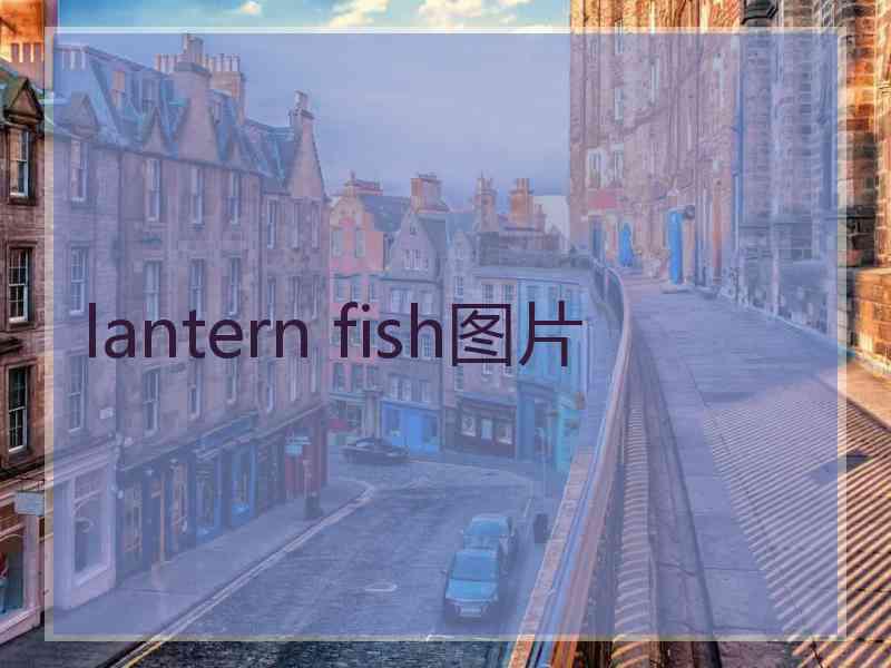 lantern fish图片