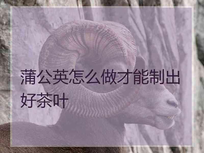 蒲公英怎么做才能制出好茶叶