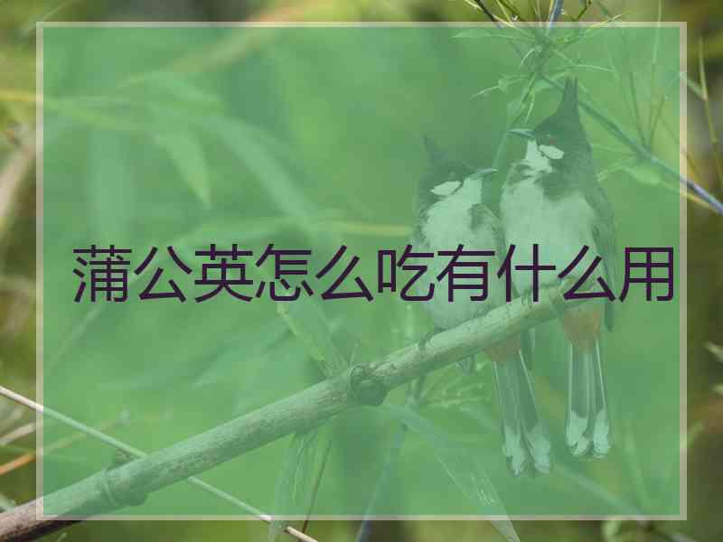 蒲公英怎么吃有什么用