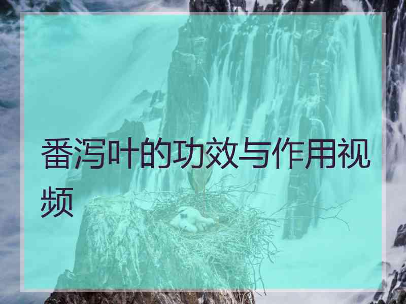 番泻叶的功效与作用视频