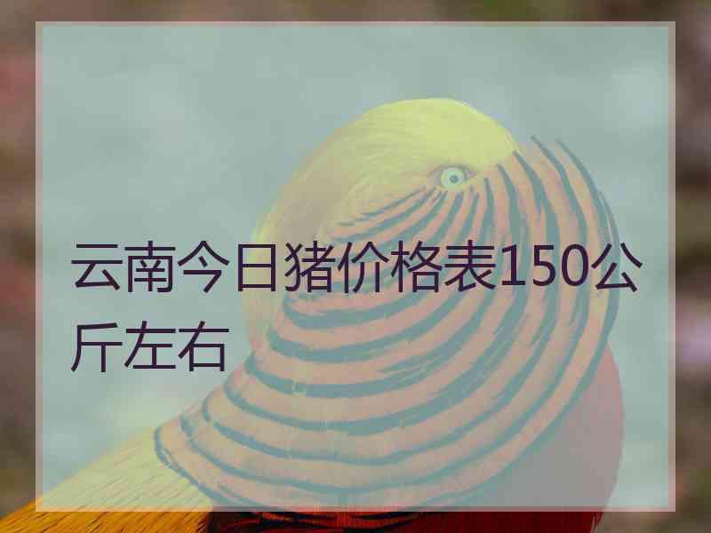 云南今日猪价格表150公斤左右