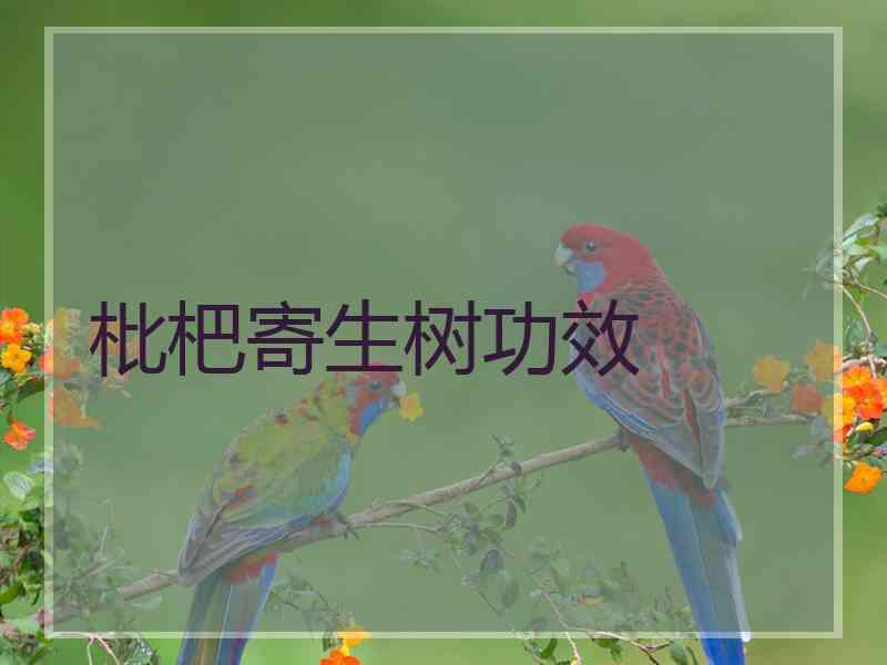 枇杷寄生树功效