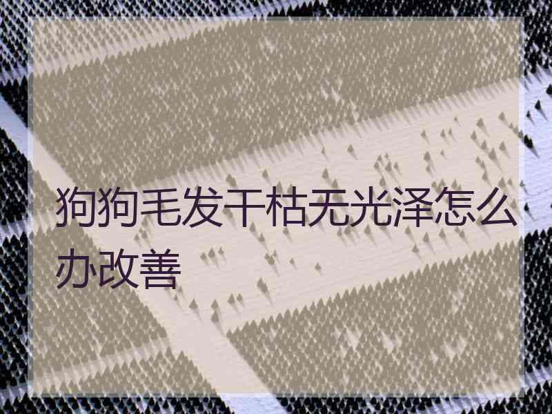 狗狗毛发干枯无光泽怎么办改善