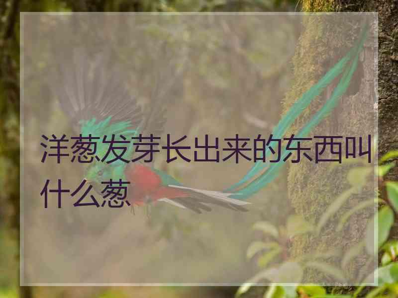 洋葱发芽长出来的东西叫什么葱