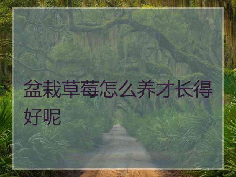 盆栽草莓怎么养才长得好呢